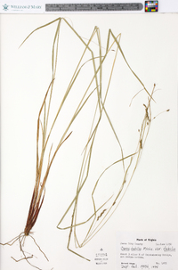 Carex debilis var. debilis image