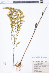 Solidago nemoralis var. haleana image