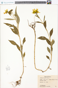 Bidens laevis image