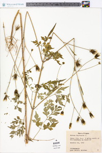 Bidens bipinnata image