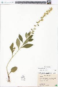 Solidago bicolor image