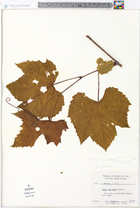 Vitis vulpina image