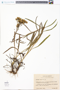 Solidago nitida image