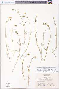 Minuartia muriculata image