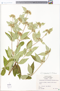 Pycnanthemum incanum image