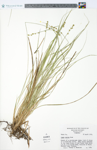 Carex seorsa image