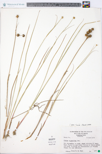 Juncus scirpoides image