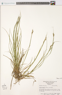 Carex swanii image