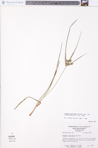 Cyperus retrorsus image