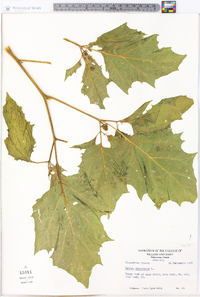 Datura stramonium image