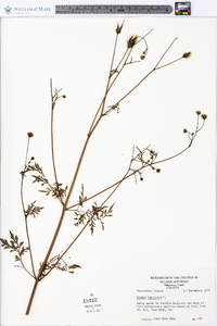 Bidens bipinnata image