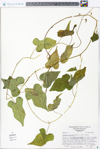 Ipomoea pandurata image