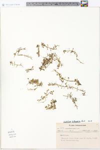 Callitriche heterophylla image