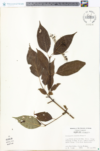 Cornus drummondii image