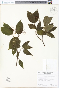 Cornus drummondii image