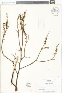 Clethra alnifolia image