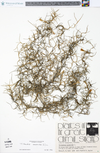 Tillandsia usneoides image