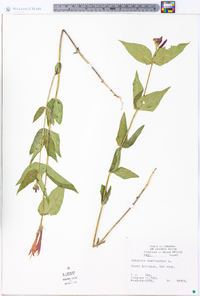 Spigelia marilandica image