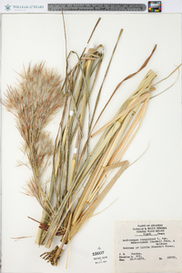 Andropogon virginicus var. abbreviatus image