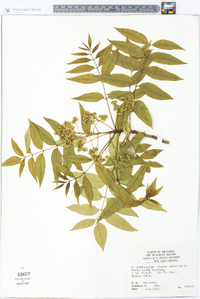 Zanthoxylum clava-herculis image