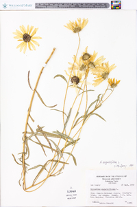 Helianthus angustifolius image