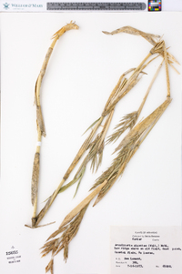 Arundinaria gigantea image