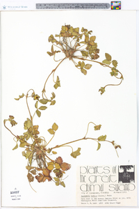 Potentilla indica image