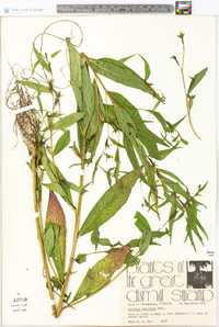 Ludwigia decurrens image