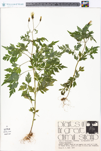 Bidens bipinnata image