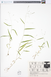 Kellochloa verrucosa image