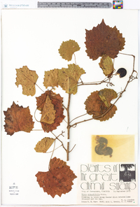 Vitis rotundifolia image