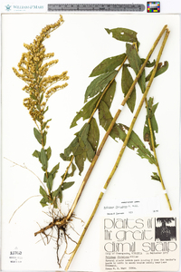 Solidago fistulosa image