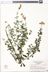 Baptisia tinctoria image