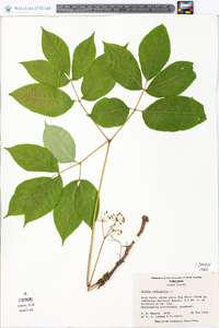 Aralia nudicaulis image