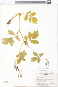 Chelidonium majus image