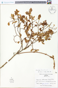 Vaccinium fuscatum image