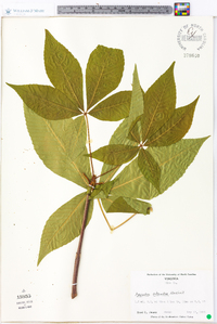 Aesculus flava image