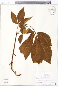 Aesculus flava image