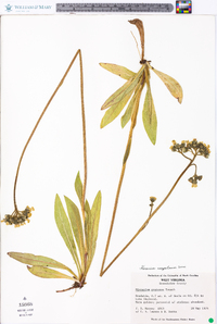 Hieracium caespitosum image