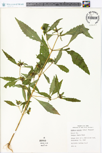 Bidens tripartita image