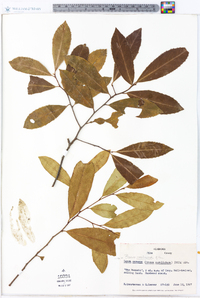 Prunus caroliniana image