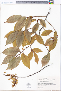 Ulmus serotina image