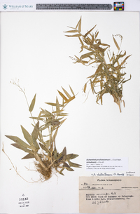 Dichanthelium dichotomum var. ramulosum image