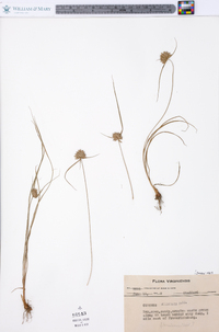 Cyperus filiculmis image