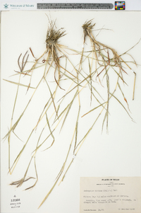 Dichanthium annulatum var. annulatum image