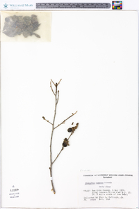 Diospyros texana image