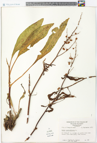 Rumex verticillatus image