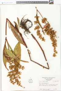 Rumex verticillatus image