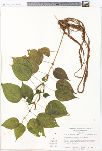 Image Associated With the Occurence