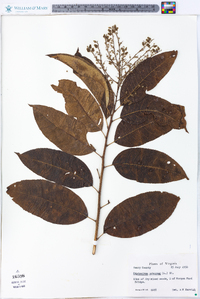 Oxydendrum arboreum image